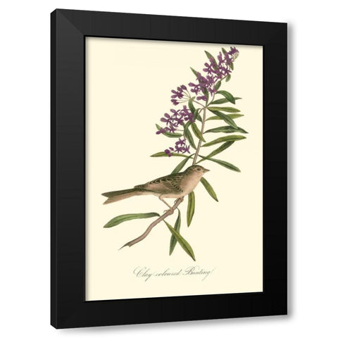 Audubons Bunting Black Modern Wood Framed Art Print with Double Matting by Audubon, John James