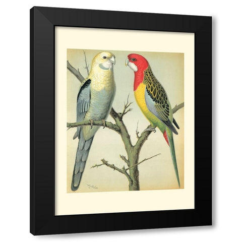 Cassells Parrots I Black Modern Wood Framed Art Print with Double Matting by Cassell