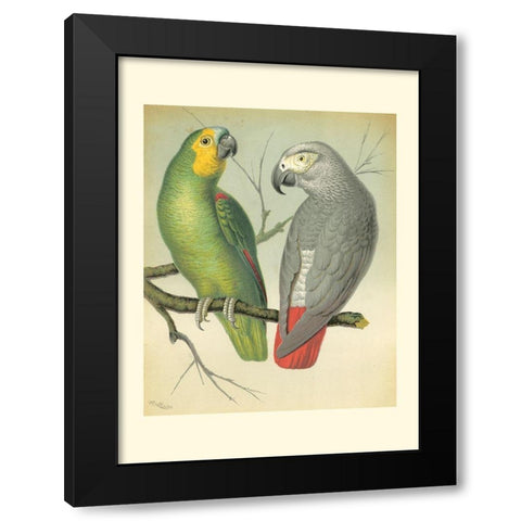 Cassells Parrots II Black Modern Wood Framed Art Print with Double Matting by Cassell