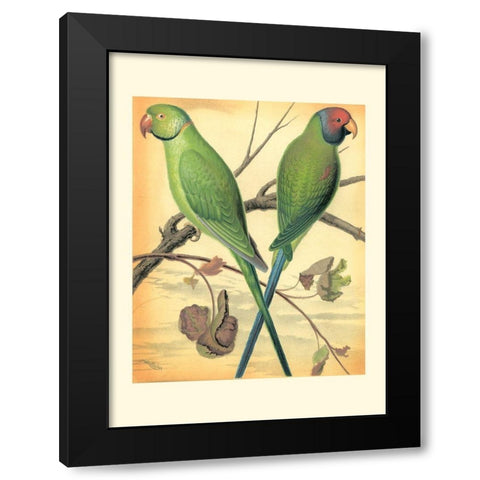 Cassells Parrots III Black Modern Wood Framed Art Print with Double Matting by Cassell