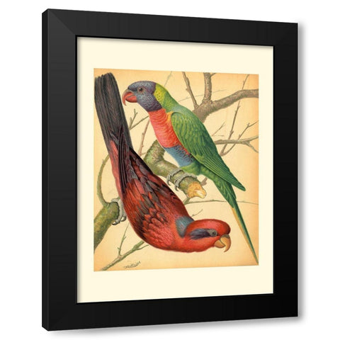 Cassells Parrots IV Black Modern Wood Framed Art Print with Double Matting by Cassell