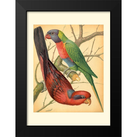Cassells Parrots IV Black Modern Wood Framed Art Print by Cassell