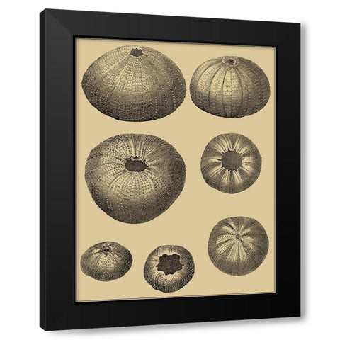 Shells on Khaki I Black Modern Wood Framed Art Print with Double Matting by Diderot, Denis