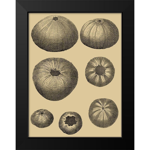 Shells on Khaki I Black Modern Wood Framed Art Print by Diderot, Denis