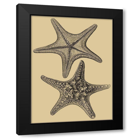 Shells on Khaki II Black Modern Wood Framed Art Print by Diderot, Denis