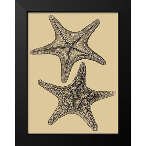 Shells on Khaki II Black Modern Wood Framed Art Print by Diderot, Denis