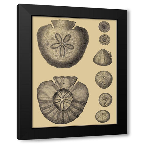 Shells on Khaki III Black Modern Wood Framed Art Print by Diderot, Denis