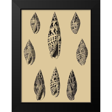 Shells on Khaki IV Black Modern Wood Framed Art Print by Diderot, Denis