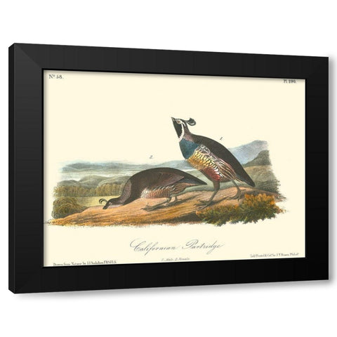 California Partridge Black Modern Wood Framed Art Print with Double Matting by Audubon, John James