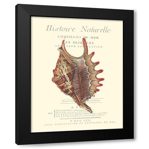 Coquilles De Mer III Black Modern Wood Framed Art Print by Vision Studio