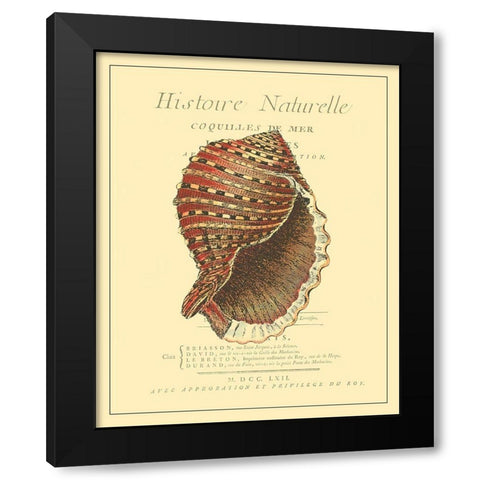 Coquilles De Mer IV Black Modern Wood Framed Art Print by Vision Studio
