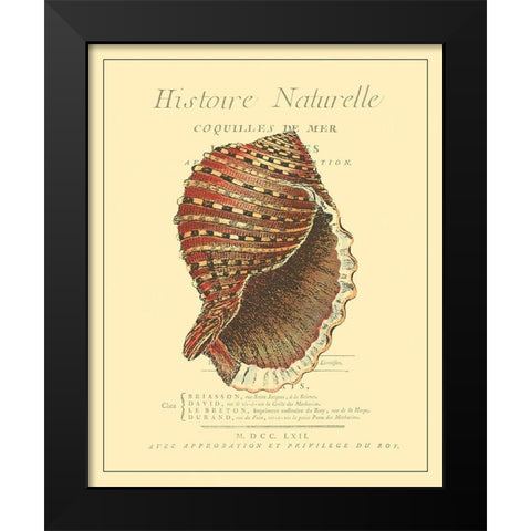 Coquilles De Mer IV Black Modern Wood Framed Art Print by Vision Studio
