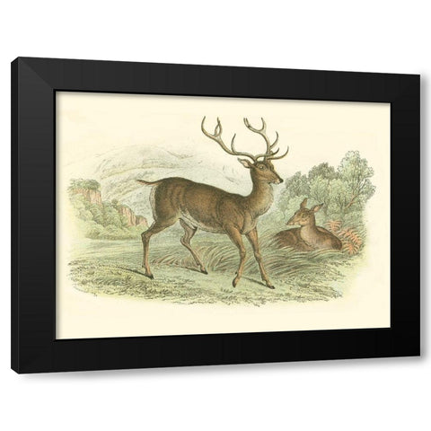 Petite Red Deer Black Modern Wood Framed Art Print by Lizars, W.H.