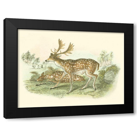 Petite Fallow Deer Black Modern Wood Framed Art Print by Lizars, W.H.