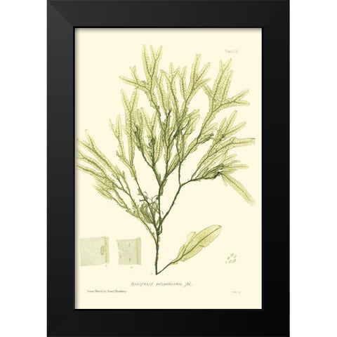 Bradbury Seaweed I  Black Modern Wood Framed Art Print by Bradbury, Henry
