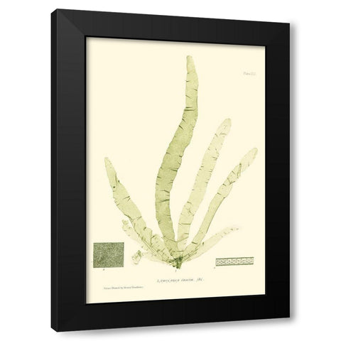 Bradbury Seaweed II  Black Modern Wood Framed Art Print by Bradbury, Henry