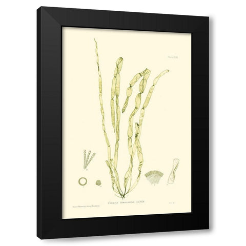 Bradbury Seaweed III  Black Modern Wood Framed Art Print by Bradbury, Henry