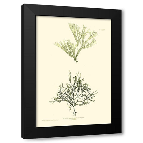 Bradbury Seaweed IV  Black Modern Wood Framed Art Print with Double Matting by Bradbury, Henry
