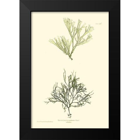 Bradbury Seaweed IV  Black Modern Wood Framed Art Print by Bradbury, Henry