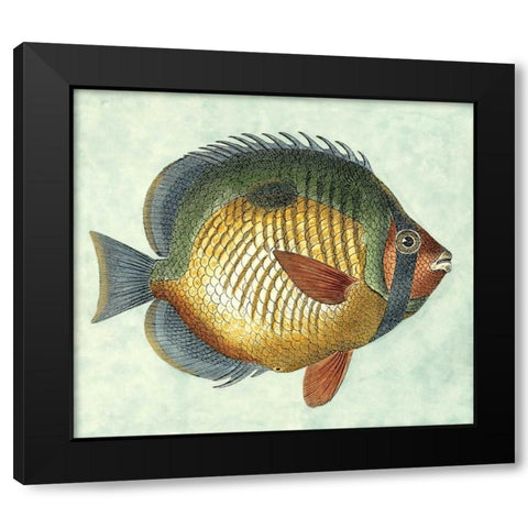 Small Butterfly Fish I Black Modern Wood Framed Art Print with Double Matting by Vision Studio