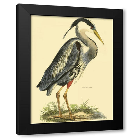 Small Great Blue Heron Black Modern Wood Framed Art Print with Double Matting by Selby, John