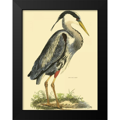 Small Great Blue Heron Black Modern Wood Framed Art Print by Selby, John