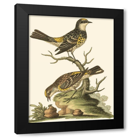 Petite Bird Study III Black Modern Wood Framed Art Print by Edwards, George