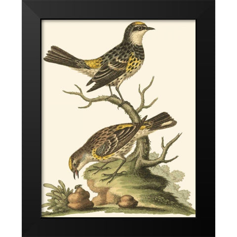 Petite Bird Study III Black Modern Wood Framed Art Print by Edwards, George