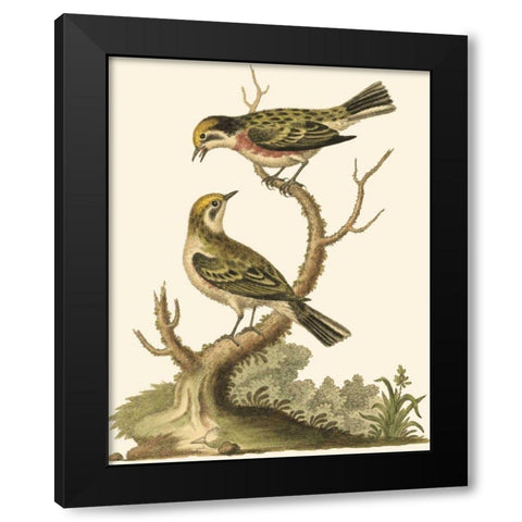 Petite Bird Study IV Black Modern Wood Framed Art Print with Double Matting by Edwards, George