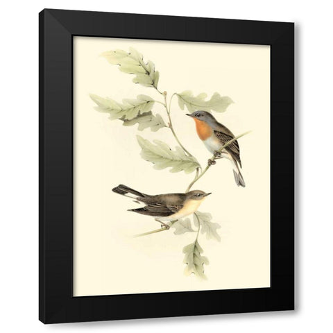 Goulds Red-breasted Fly-catcher Black Modern Wood Framed Art Print with Double Matting by Gould, John