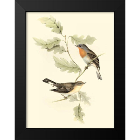 Goulds Red-breasted Fly-catcher Black Modern Wood Framed Art Print by Gould, John