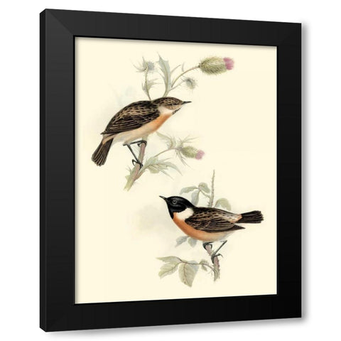 Goulds Stone-chat Black Modern Wood Framed Art Print with Double Matting by Gould, John