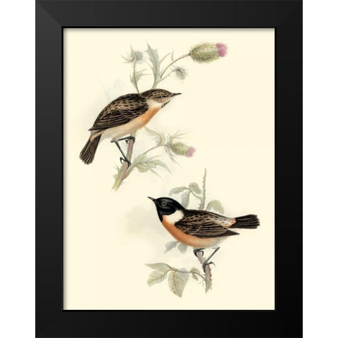 Goulds Stone-chat Black Modern Wood Framed Art Print by Gould, John