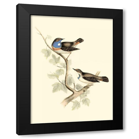 Goulds Blue-throated Warbler Black Modern Wood Framed Art Print with Double Matting by Gould, John