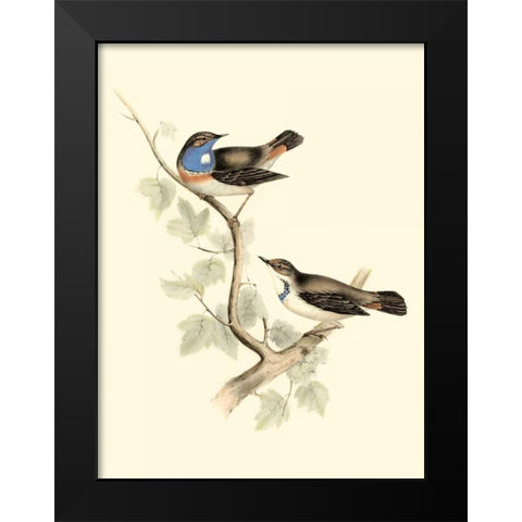 Goulds Blue-throated Warbler Black Modern Wood Framed Art Print by Gould, John