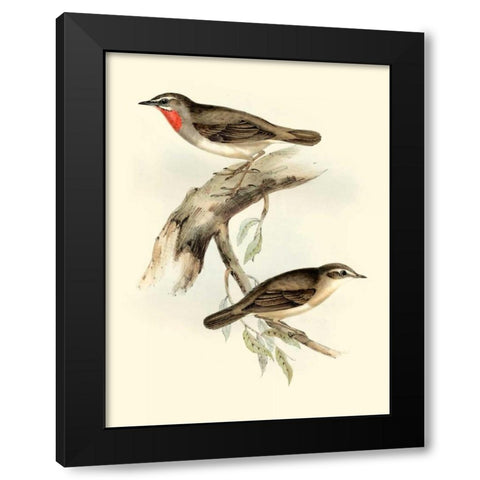 Goulds Gorget Warbler Black Modern Wood Framed Art Print by Gould, John