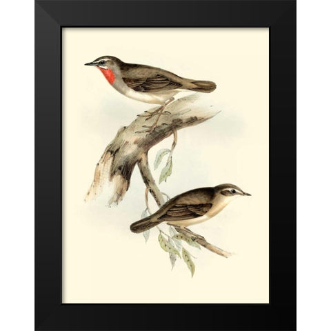 Goulds Gorget Warbler Black Modern Wood Framed Art Print by Gould, John