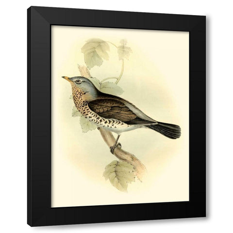 Goulds Fieldfare Black Modern Wood Framed Art Print with Double Matting by Gould, John
