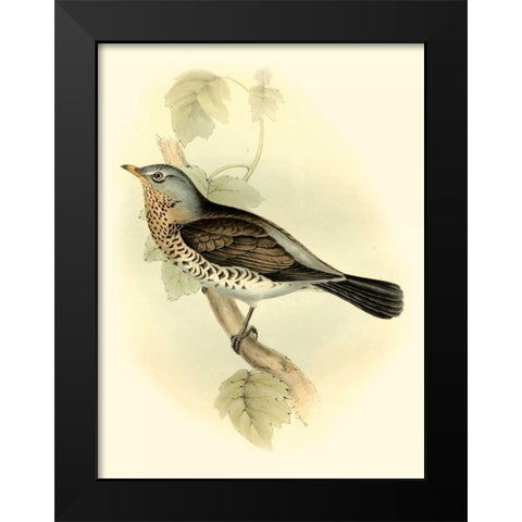 Goulds Fieldfare Black Modern Wood Framed Art Print by Gould, John