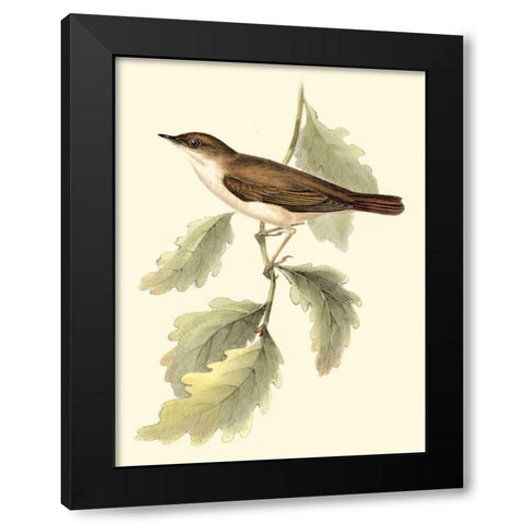Goulds Nightingale Black Modern Wood Framed Art Print by Gould, John