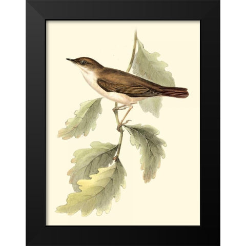 Goulds Nightingale Black Modern Wood Framed Art Print by Gould, John
