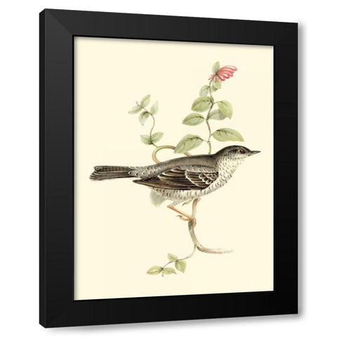 Goulds Barred Warbler Black Modern Wood Framed Art Print by Gould, John