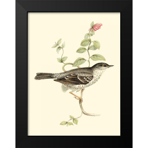 Goulds Barred Warbler Black Modern Wood Framed Art Print by Gould, John