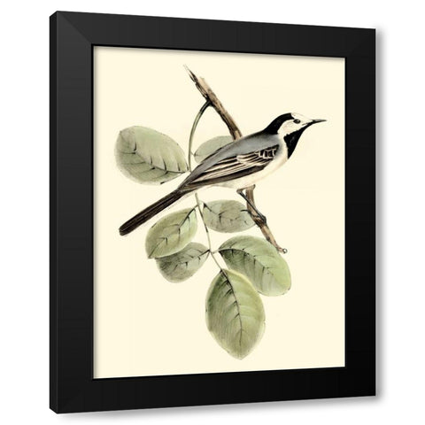 Goulds White Wagtail Black Modern Wood Framed Art Print by Gould, John
