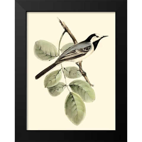 Goulds White Wagtail Black Modern Wood Framed Art Print by Gould, John