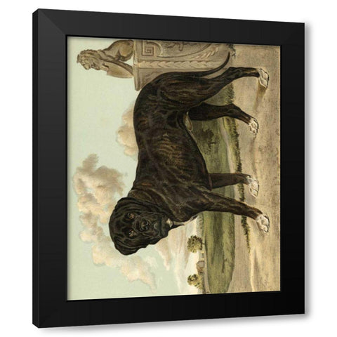 Mastiff Black Modern Wood Framed Art Print with Double Matting by Shaw, Vero