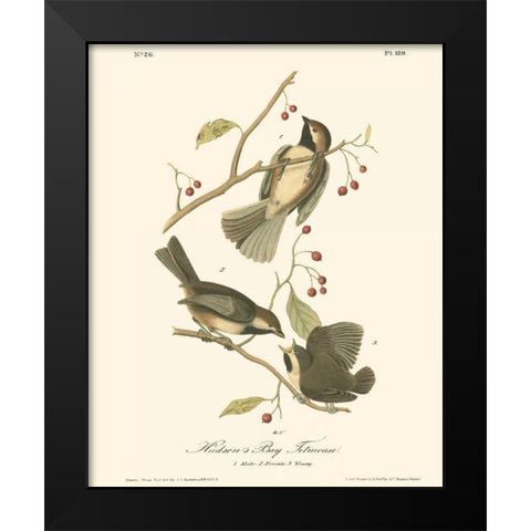 Hudsons Bay Titmouse Black Modern Wood Framed Art Print by Audubon, John James