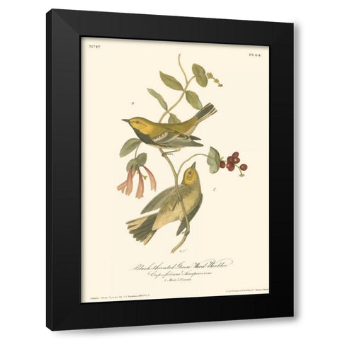 Black-throated Green Wood Warbler Black Modern Wood Framed Art Print by Audubon, John James