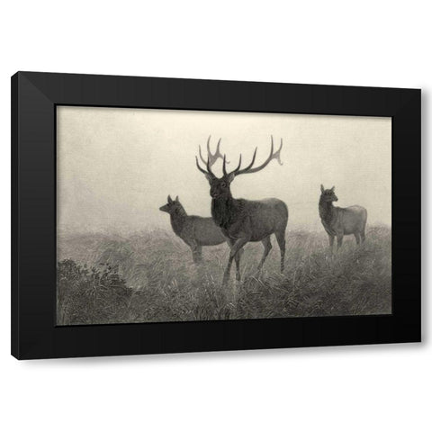 American Elk  Black Modern Wood Framed Art Print with Double Matting by Hinshelwood, Robert