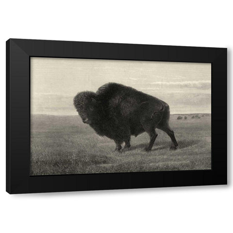 American Bison Black Modern Wood Framed Art Print with Double Matting by Hinshelwood, Robert